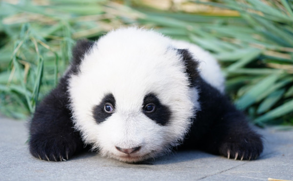 【大話「東」遊】「熊貓駕到」零舍不同 