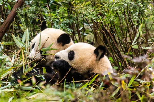 【大話「東」遊】「熊貓駕到」零舍不同 