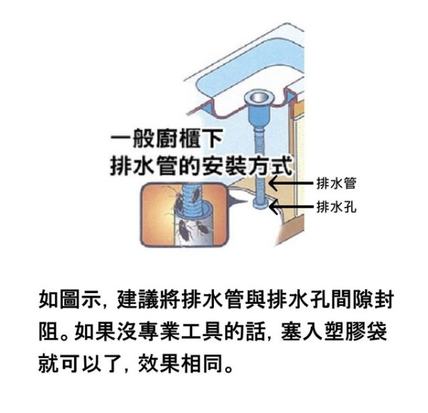 曱甴入屋︱零煮食無廚餘仍有曱甴！？ 網民推測曱甴從排水口上來可能性大