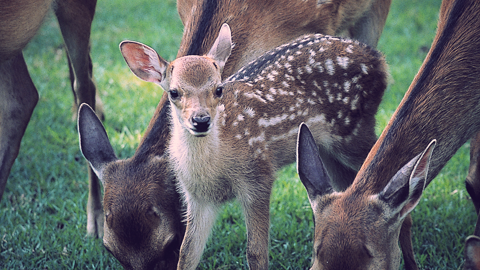 內地女教拼多多買平價鹿餅餵奈良鹿 內地網民狠批丟架 原來買奈良鹿餅仲有一作用！ 