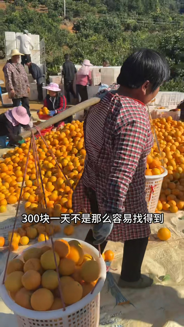 前TVB男星包果園賣橙 創業路上一波三折被笑唔適合做生意 