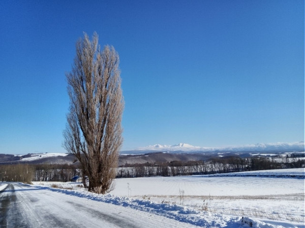 日本賞雪景點 北海道美瑛町（圖片來源：美瑛町觀光協會）