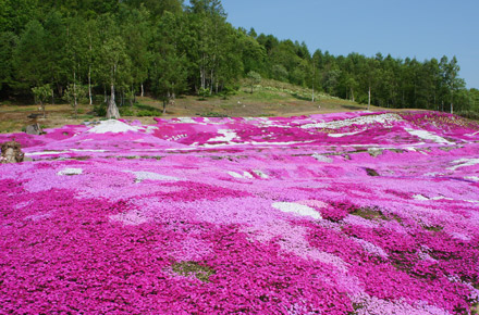 (圖片來源︰倶知安町官網) (圖片來源︰倶知安町官網)