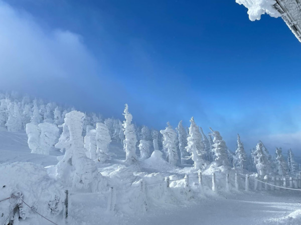日本賞雪景點 山形縣藏王樹冰（圖片來源：Facebook@蔵王ロープウェイ）