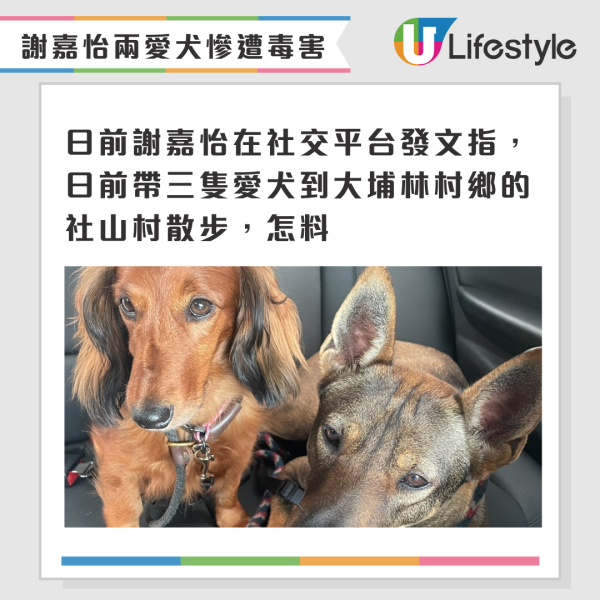 謝嘉怡兩愛犬散步慘遭毒害 IG悲痛發長文怒斥兇手冇人性