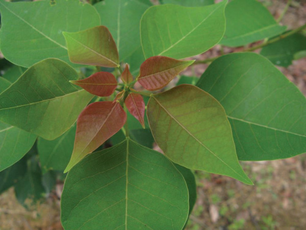 大棠紅葉｜最新紅葉指數「開始紅」特別交通安排設3條巴士路線