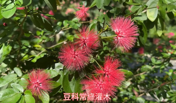 賞花2024｜紅粉撲花盛放！3大賞花地點一覽覆蓋港九新界