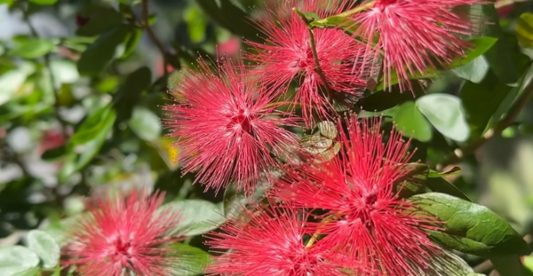 賞花2024｜紅粉撲花盛放！3大賞花地點一覽覆蓋港九新界