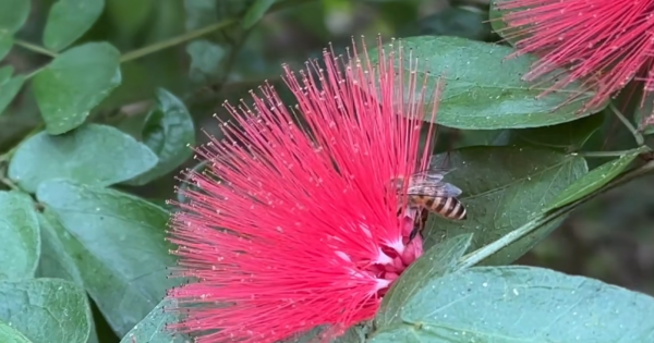 賞花2024｜紅粉撲花盛放！3大賞花地點一覽覆蓋港九新界