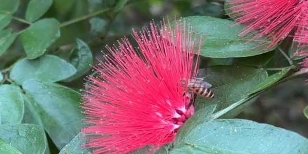 賞花2024｜紅粉撲花盛放！3大賞花地點一覽覆蓋港九新界