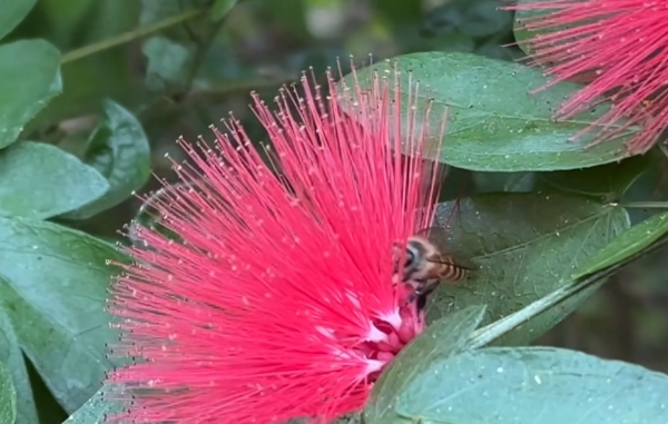 賞花2024｜紅粉撲花盛放！3大賞花地點一覽覆蓋港九新界