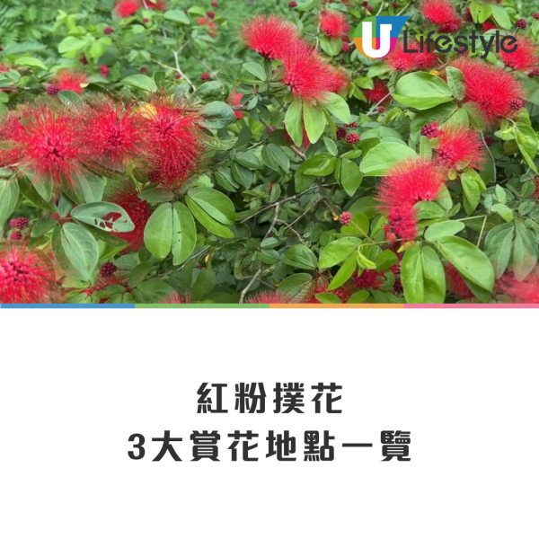 賞花2024｜紅粉撲花盛放！3大賞花地點一覽覆蓋港九新界