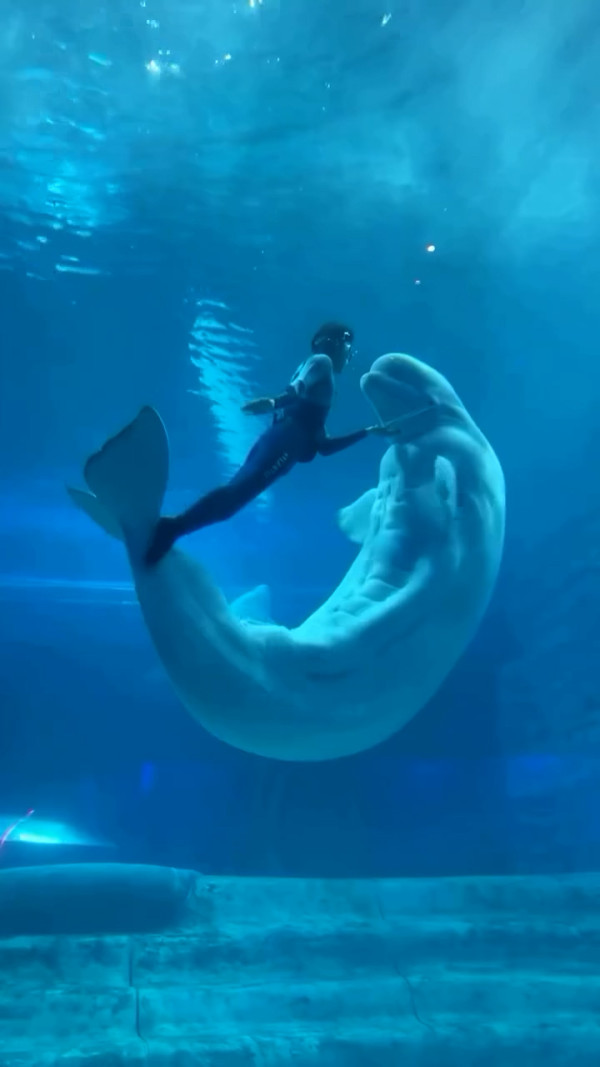 白鯨驚現18嚿腹肌引熱討  健碩身材專家解釋背後真相 