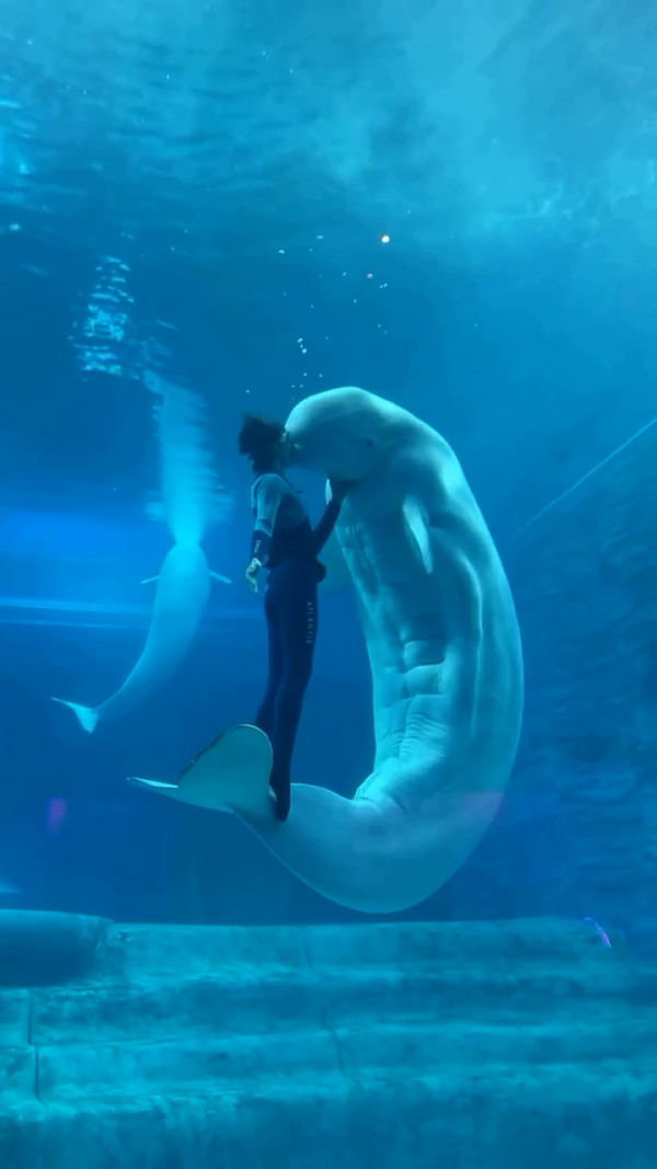 白鯨驚現18嚿腹肌引熱討  健碩身材專家解釋背後真相 