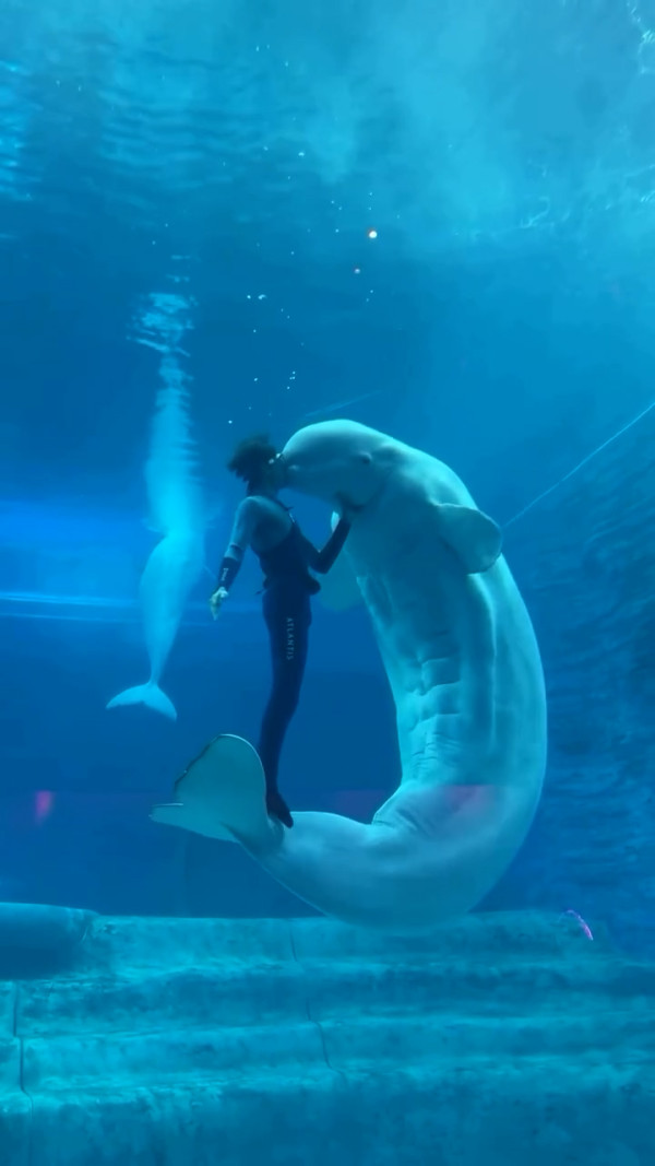 白鯨驚現18嚿腹肌引熱討  健碩身材專家解釋背後真相 