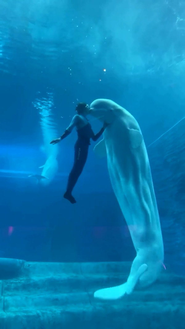 白鯨驚現18嚿腹肌引熱討  健碩身材專家解釋背後真相 