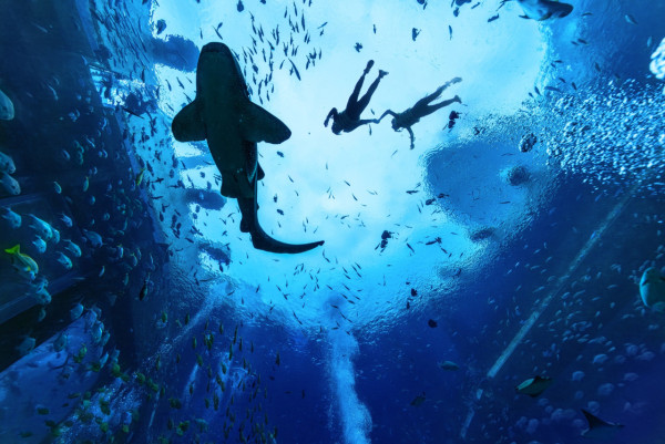 白鯨驚現18嚿腹肌引熱討  健碩身材專家解釋背後真相 