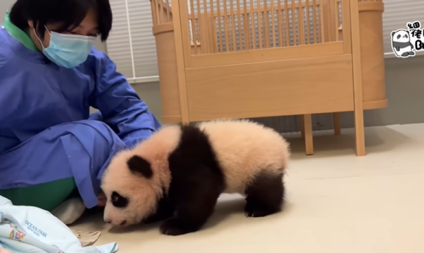 「細佬」後腳突然發力撐起身體，終於學會「企起身」。（圖片來源：IG@pandahk_official）