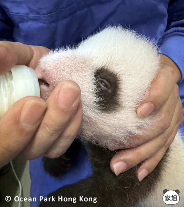 一個半月後，兩姐弟亦逐漸開眼，開始看到這個世界。（圖片來源：IG@pandahk_official）