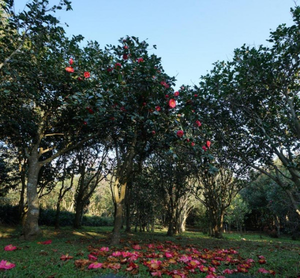 台北茶花展2025（圖片來源︰「花IN台北」官網）