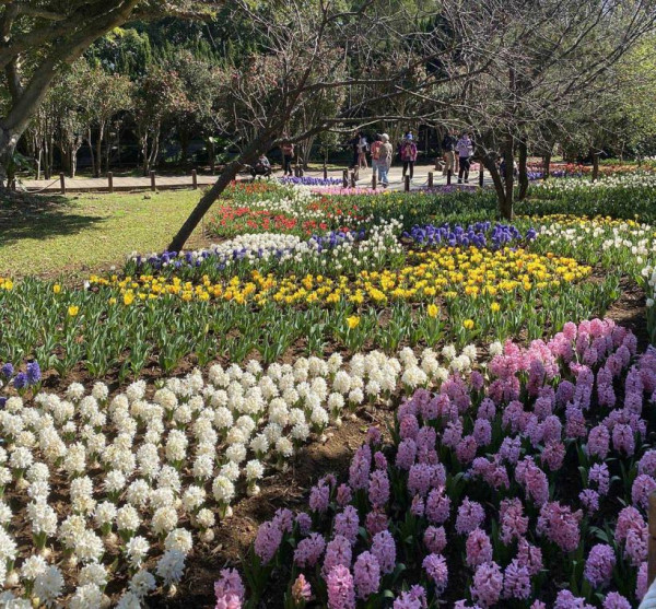 台北茶花展2025（圖片來源︰「花IN台北」官網）