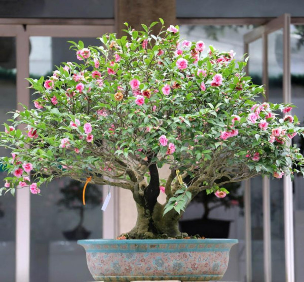 台北茶花展2025（圖片來源︰「花IN台北」官網）