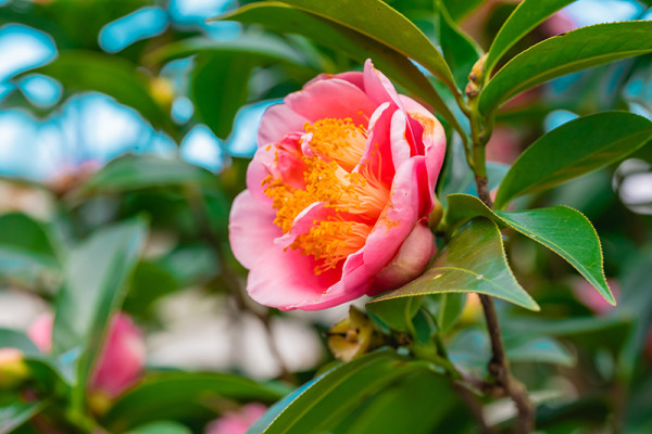 台北茶花展2025（圖片來源︰「花IN台北」官網）