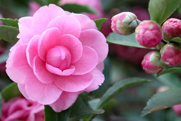 台北茶花展2025（圖片來源︰「花IN台北」官網）