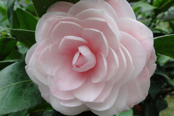 台北茶花展2025（圖片來源︰「花IN台北」官網）