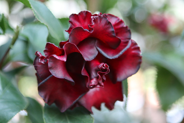 台北茶花展2025（圖片來源︰「花IN台北」官網）