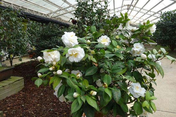 台北茶花展2025（圖片來源︰「花IN台北」官網）