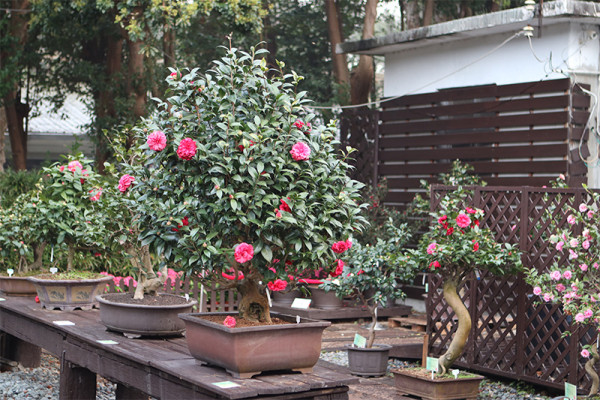 台北茶花展2025（圖片來源︰「花IN台北」官網）