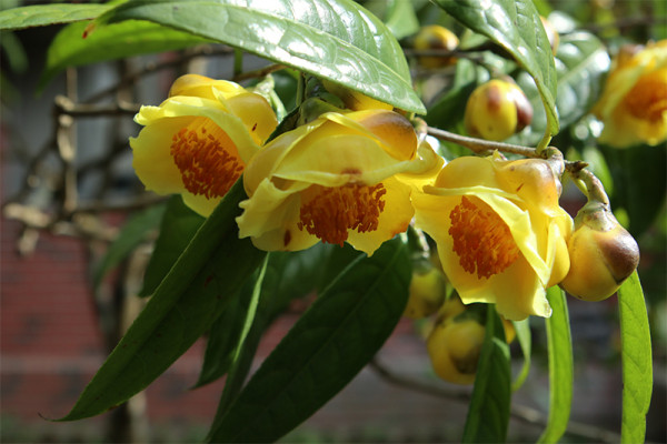 台北茶花展2025（圖片來源︰「花IN台北」官網）