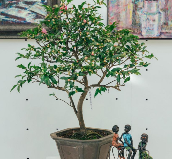 台北茶花展2025（圖片來源︰「花IN台北」官網）