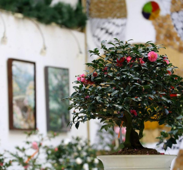 台北茶花展2025（圖片來源︰「花IN台北」官網）