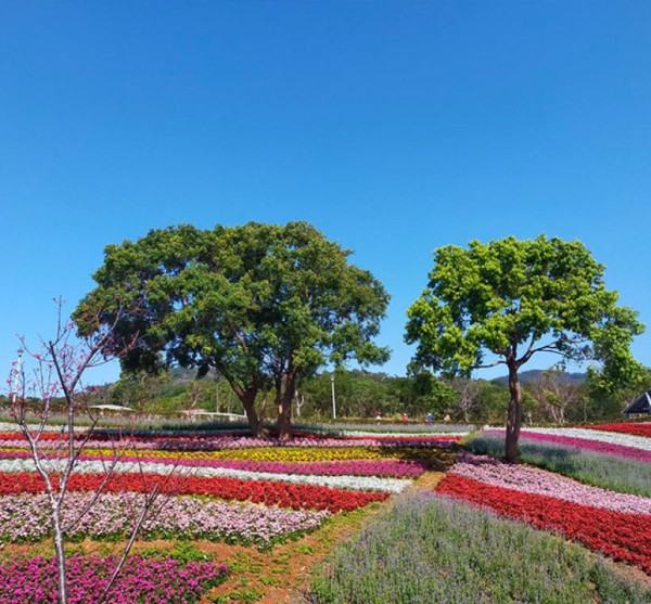 三層崎花海（圖片來源︰「花IN台北」官網）