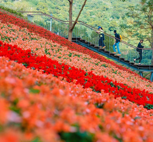 三層崎花海（圖片來源︰「花IN台北」官網）