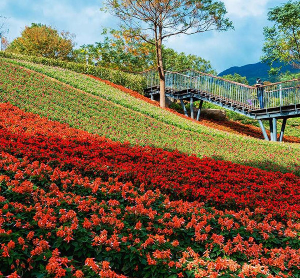 三層崎花海（圖片來源︰「花IN台北」官網）