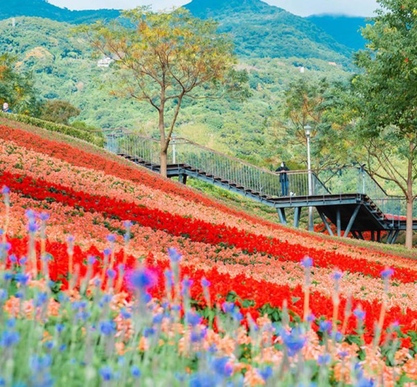 三層崎花海（圖片來源︰「花IN台北」官網）