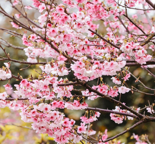 樂活夜櫻季（圖片來源︰「花IN台北」官網）