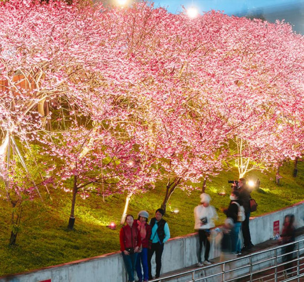 樂活夜櫻季（圖片來源︰「花IN台北」官網）