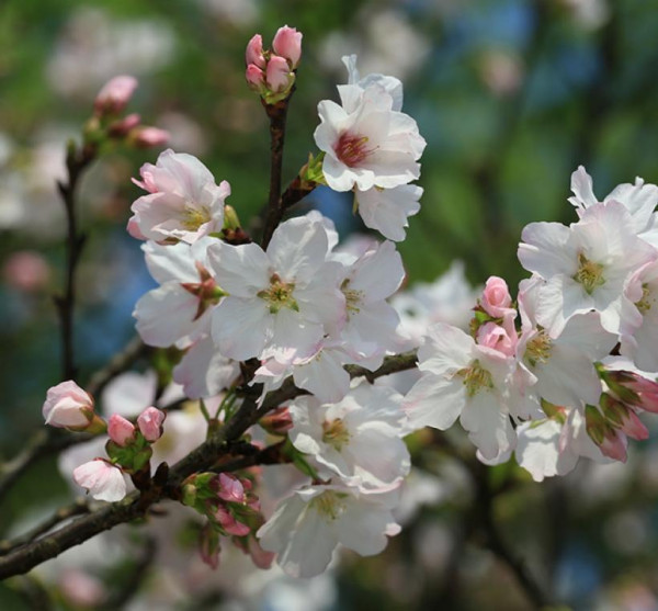 樂活夜櫻季（圖片來源︰「花IN台北」官網）