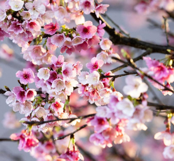 樂活夜櫻季（圖片來源︰「花IN台北」官網）