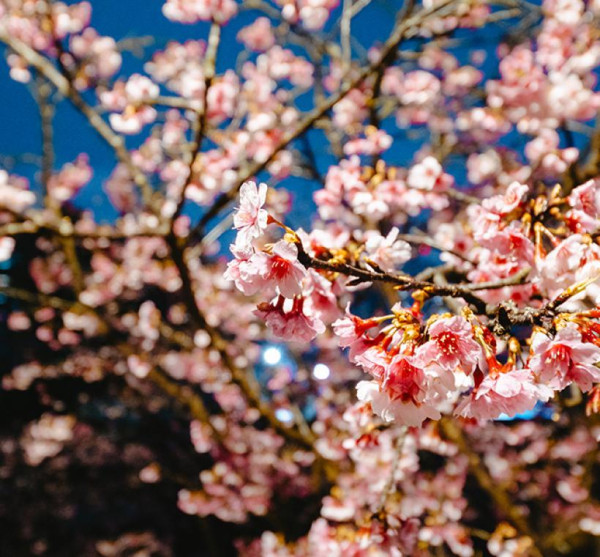樂活夜櫻季（圖片來源︰「花IN台北」官網）
