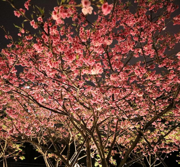 樂活夜櫻季（圖片來源︰「花IN台北」官網）