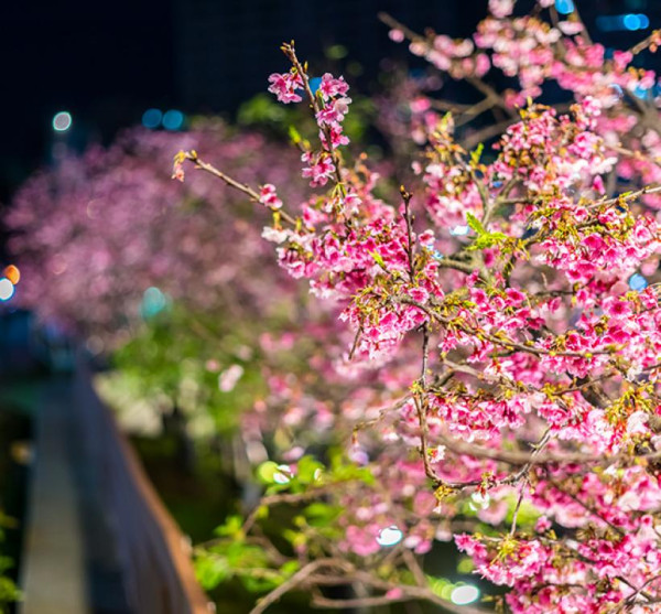 樂活夜櫻季（圖片來源︰「花IN台北」官網）
