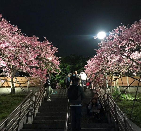 樂活夜櫻季（圖片來源︰「花IN台北」官網）