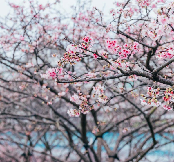 樂活夜櫻季（圖片來源︰「花IN台北」官網）