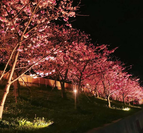 樂活夜櫻季（圖片來源︰「花IN台北」官網）