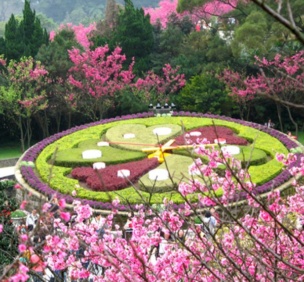 陽明山花季（圖片來源︰「花IN台北」官網）